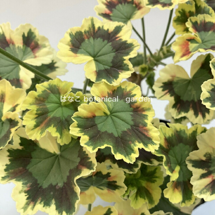 楽天市場】期間限定特価【ゼラニウム 苗】カラーリーフゼラニウム