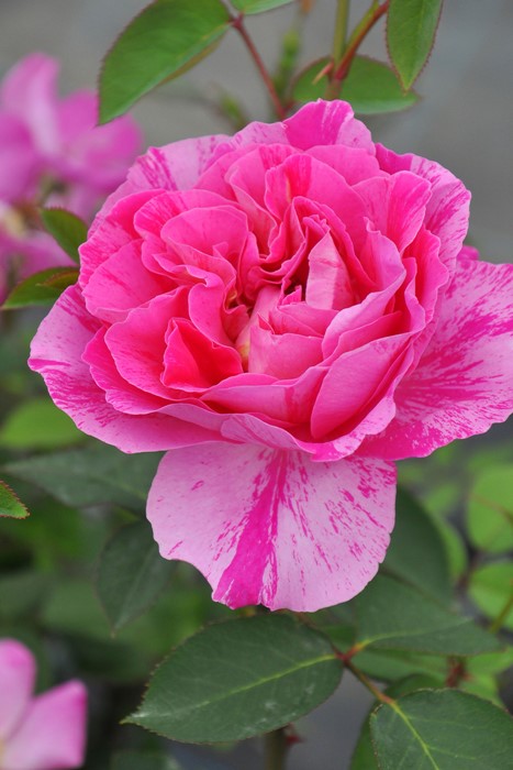 楽天市場】バラ苗【中苗】キャンディストライプ 国産苗 6号鉢植え品《J