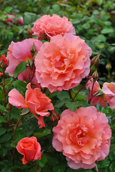 楽天市場】【冬季大苗】バラ苗 サンセットグロウ 国産苗 6号鉢植え品