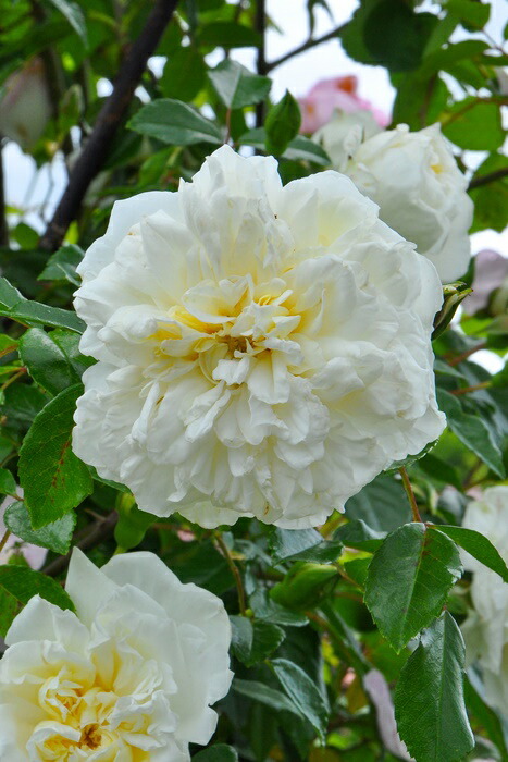 楽天市場】【長尺苗】【大苗】バラ苗 アルベリックバルビエ 国産苗 6号