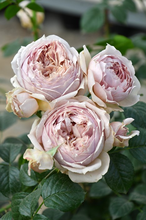 楽天市場】バラ苗【中苗】ルクソール 国産苗 6号鉢植え品［農林水産省