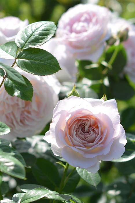 楽天市場】バラ苗【中苗】タフタ 国産苗 6号鉢植え品［農林水産省 品種