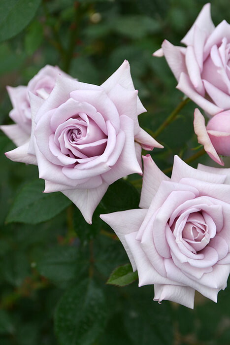 楽天市場】【冬季大苗】バラ苗 シュヴァリエ 国産苗 6号鉢植え品［農林