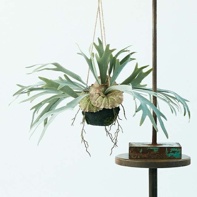 楽天市場】【造花】【フェイクグリーン】 ビカクシダ ハンギングボール