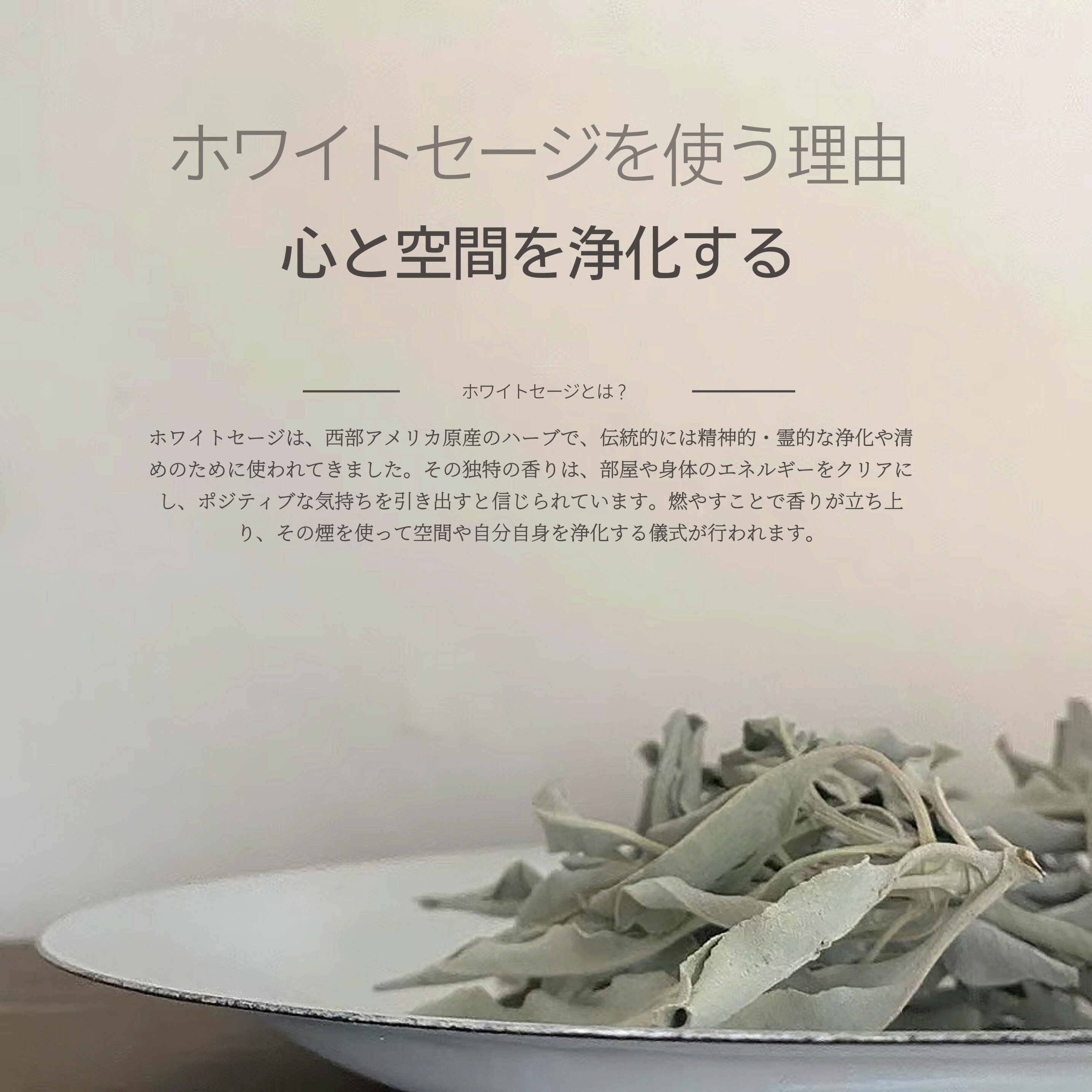 楽天市場】2025年12月下旬収穫 高品質 オーガニック ホワイトセージ