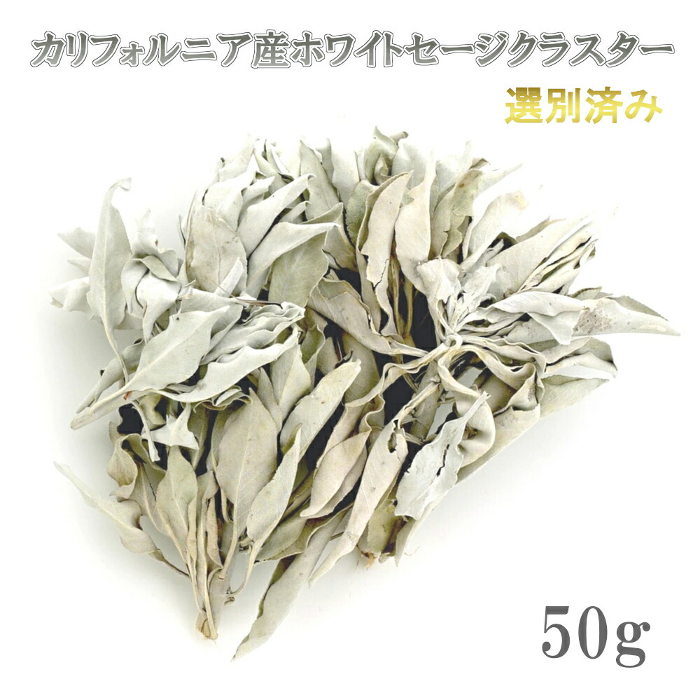 楽天市場】2025年12月下旬収穫 高品質 オーガニック ホワイトセージ