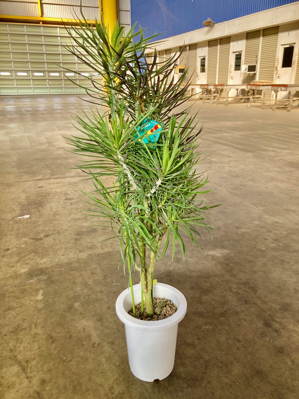 楽天市場】モンキーツリー 7号 セネシオ・クレイネア 多肉植物 観葉