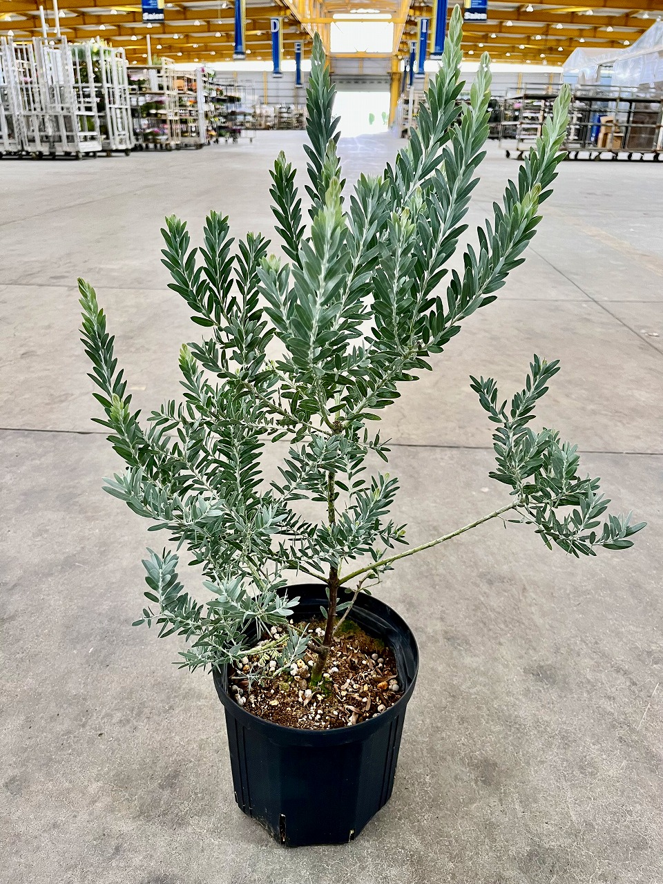 楽天市場】アカシア ブルーブッシュ 7号 マメ科 観葉植物 シルバー