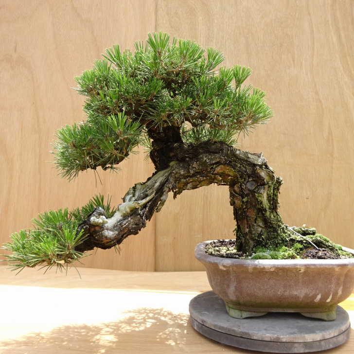 楽天市場】盆栽 松 黒松 樹高 約43cm くろまつ Pinus thunbergii