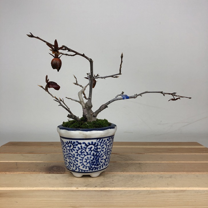 楽天市場】ロウヤガキの通販