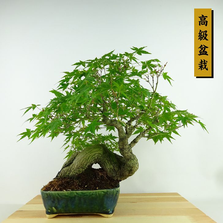 楽天市場】盆栽 紅葉 樹高 約28cm もみじ 高級盆栽 Acer palmatum