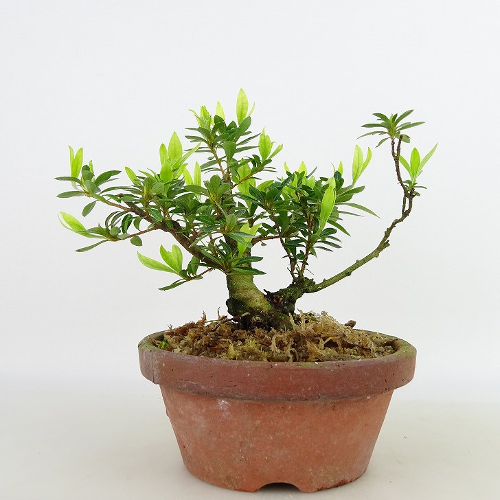 楽天市場】盆栽 皐月 樹高 約12cm さつき Rhododendron indicum サツキ