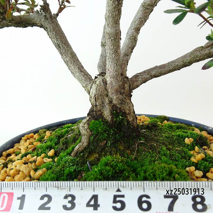 楽天市場】盆栽 皐月 こだまの舞 樹高 約25cm さつき Rhododendron