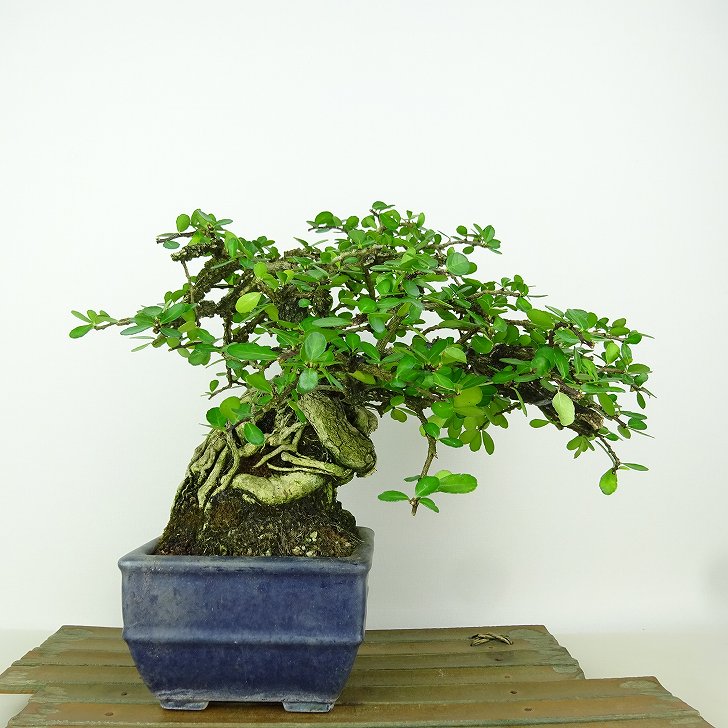 楽天市場】盆栽 針蔓柾 樹高 約17cm はりつるまさき Maytenus