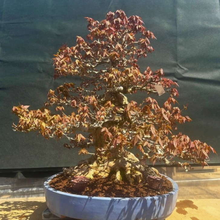 楽天市場】盆栽 楓 樹高 約57cm かえで Acer カエデ 紅葉 カエデ科