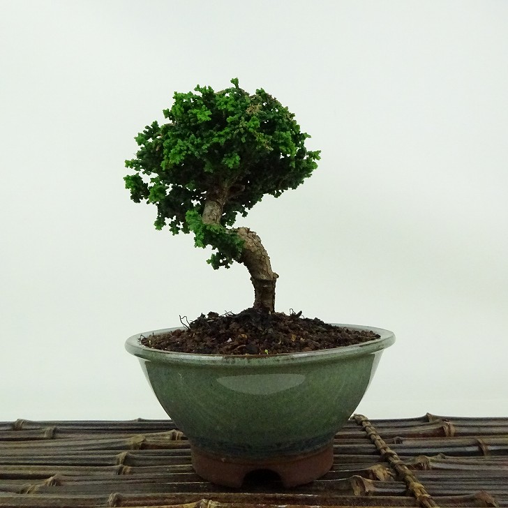 桧 盆栽」の人気商品一覧 | 安い商品を通販サイトから探す - 価格.com