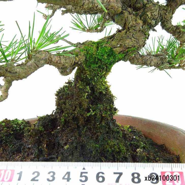 楽天市場】盆栽 松 黒松 樹高 約24cm くろまつ Pinus thunbergii