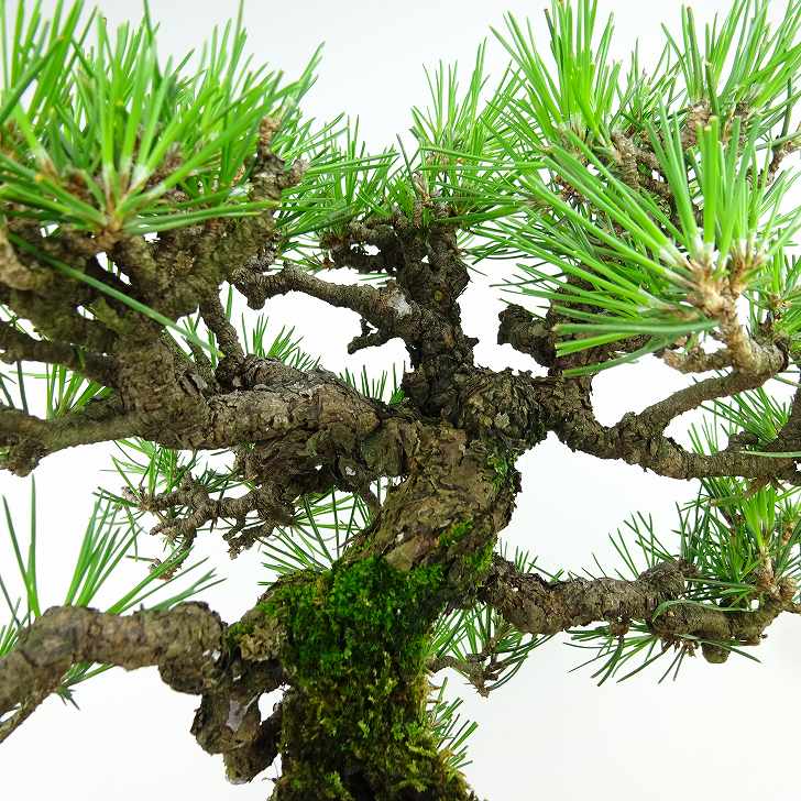 楽天市場】盆栽 松 黒松 樹高 約24cm くろまつ Pinus thunbergii