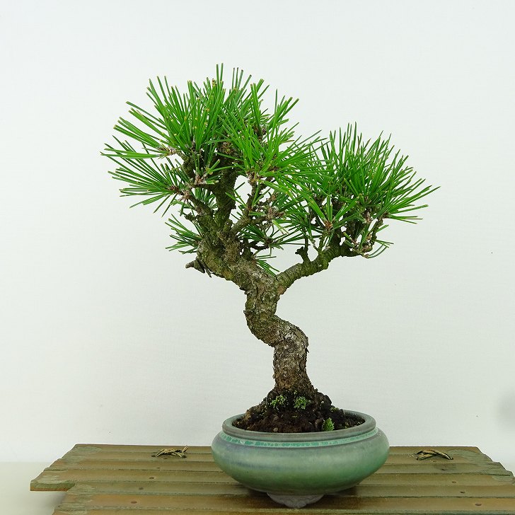 楽天市場】盆栽 松 黒松 樹高 約20cm くろまつ Pinus thunbergii