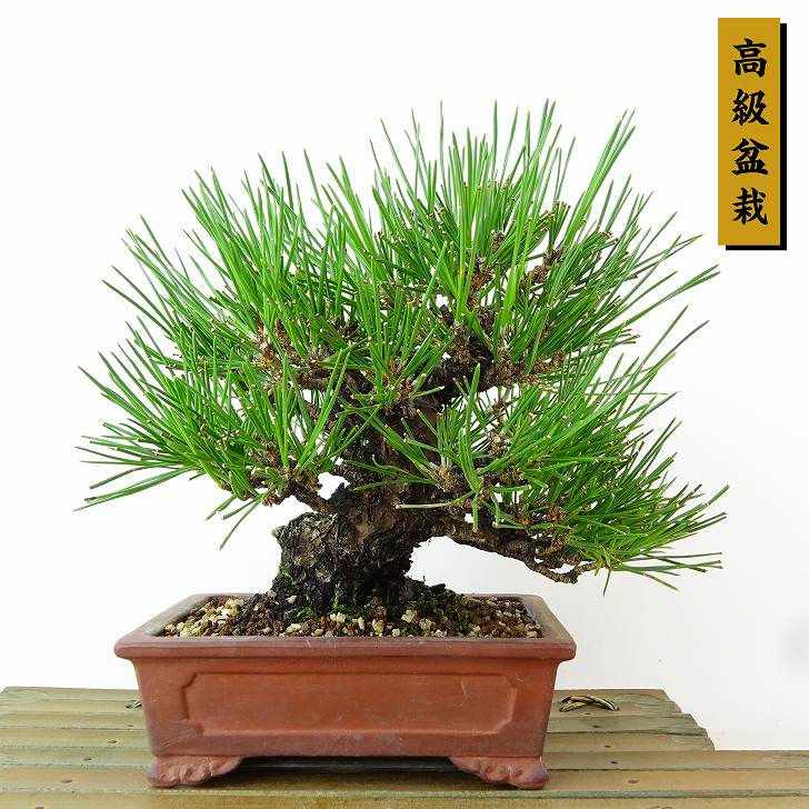楽天市場】盆栽 松 黒松 樹高 約18cm くろまつ 高級盆栽 Pinus