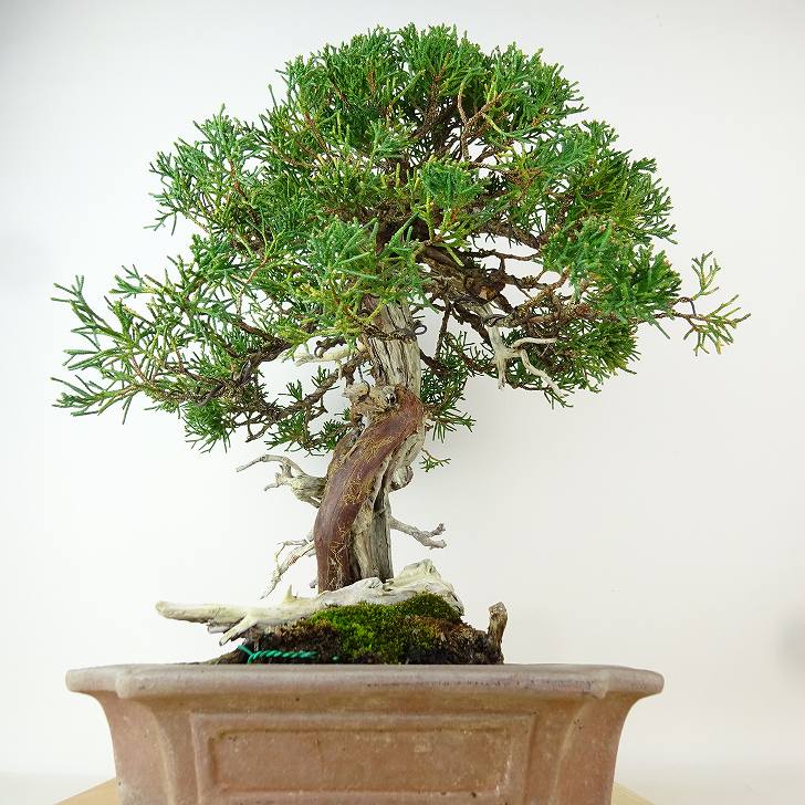 楽天市場】盆栽 真柏 樹高 約34cm しんぱく 高級盆栽 Juniperus