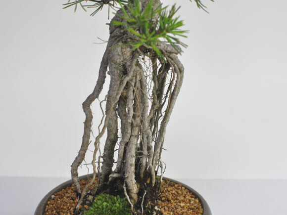 楽天市場】盆栽 松 根上がり 樹形 黒松 松盆栽 中品 趣味 中品盆栽