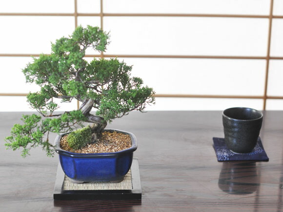 楽天市場】ミニ盆栽 真柏 ジンシャリが見事な特選真柏の盆栽 小品ミニ