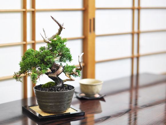 楽天市場】盆栽 真柏 紀州真柏 飛龍 ミニ盆栽 小品盆栽 松柏 記念樹