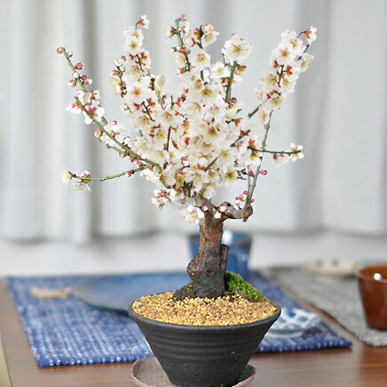 楽天市場】ミニ盆栽 梅 白梅 すり鉢 ミニミニ盆栽 梅ミニ盆栽 梅のミニ