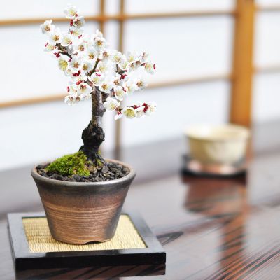 楽天市場】盆栽 梅 ミニ 白梅 ミニ盆栽 万古焼金吹鉢 梅盆栽 梅の盆栽
