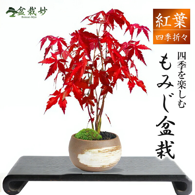 盆栽鉢 桑津香石 植木鉢 落款印 鳥 山野草 大きめ 四角形 ミニ盆栽鉢