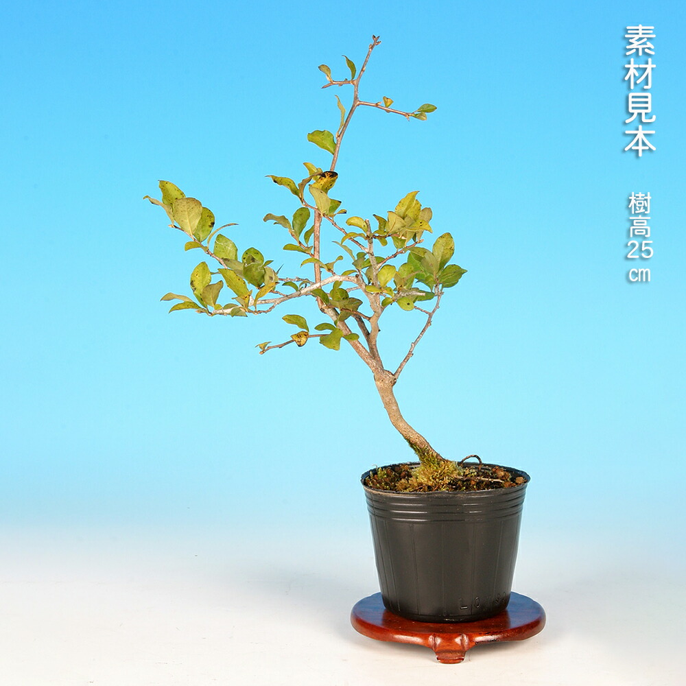 楽天市場】盆栽 老爺柿 雄木 ロウヤガキ ローヤ柿 小品盆栽 ミニ盆栽