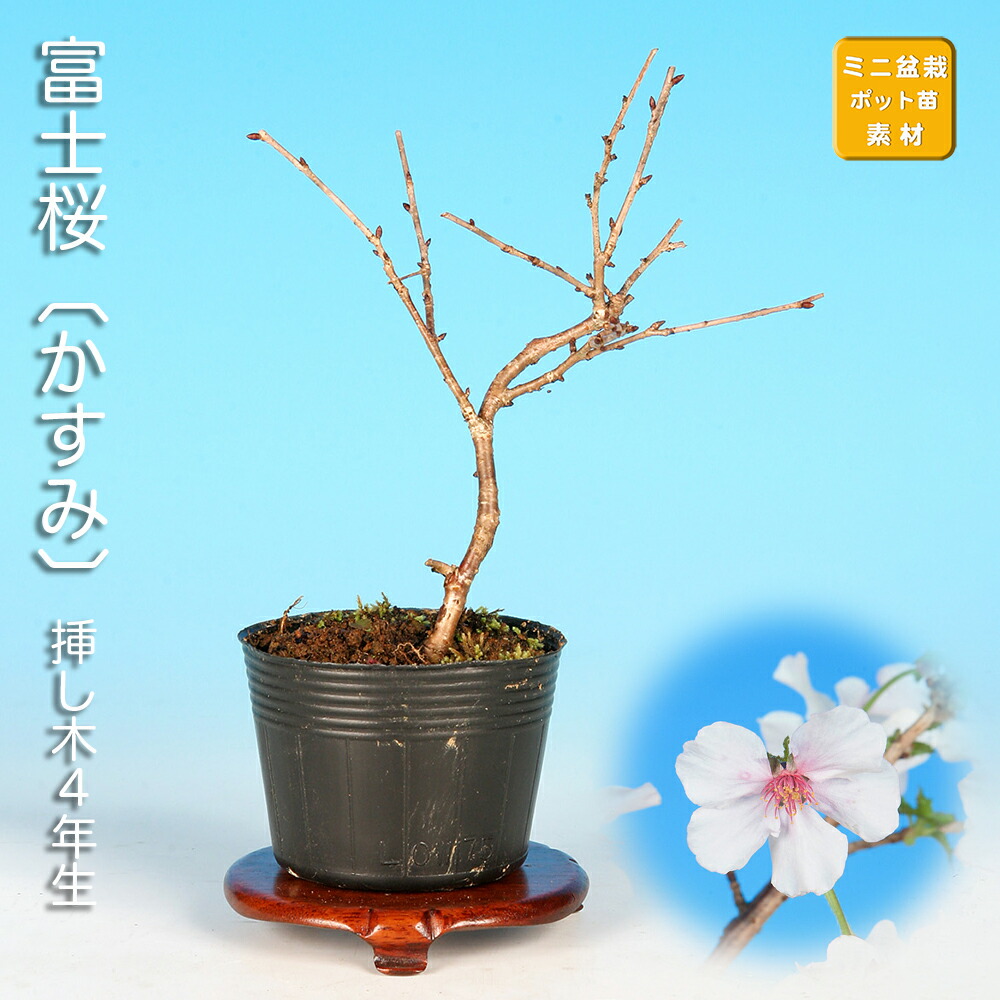 楽天市場】盆栽 富士桜の通販