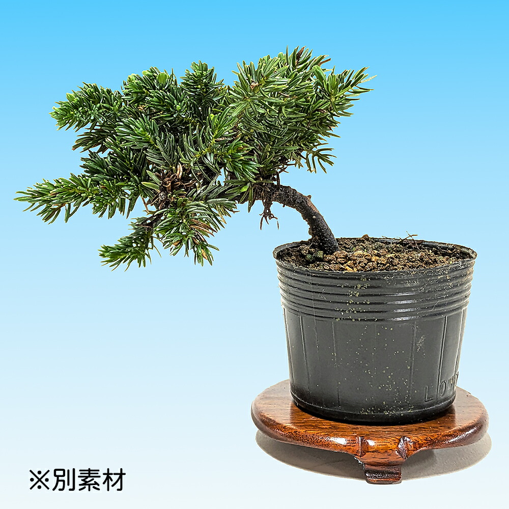 楽天市場】盆栽 杜松高嶺 トショウ 小品盆栽 ミニ盆栽 松柏 盆栽素材