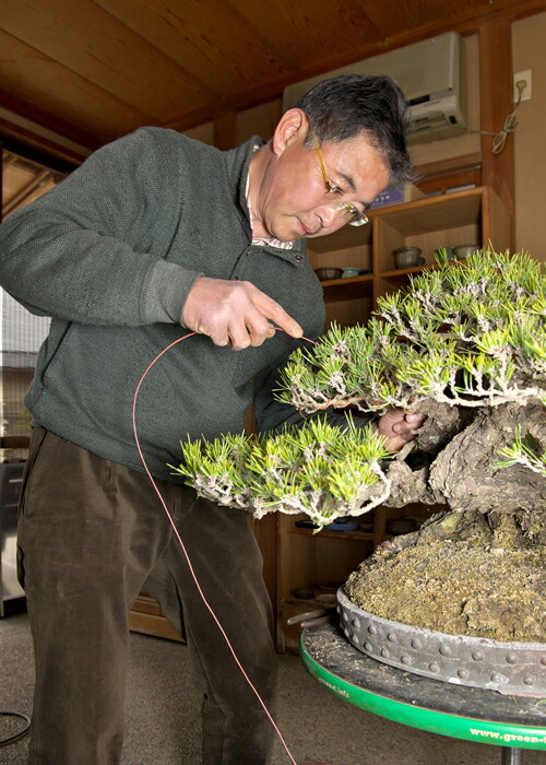 楽天市場】盆栽道具 盆栽作業台 「油圧式回転作業台Green-T 丸型プラス