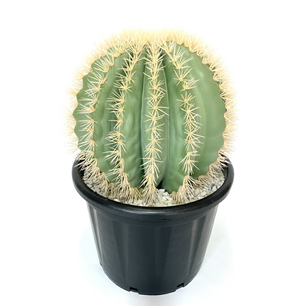 楽天市場】サボテン 金鯱風 (エキノカクタスグルソニー) 高さ84cm 幅