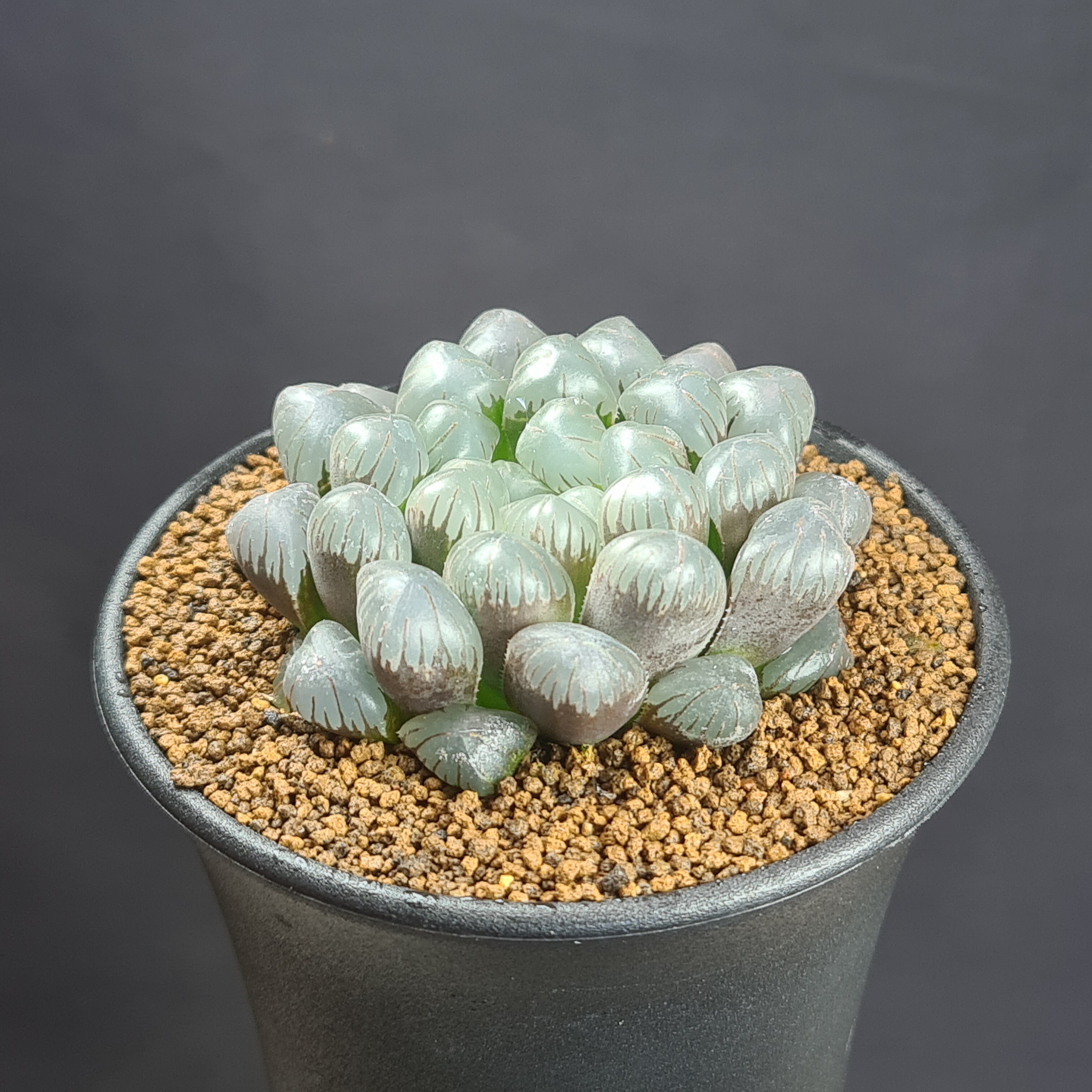 楽天市場】ハオルチア・OB-1 【9cm鉢】 カクタス長田 ツルボラン科