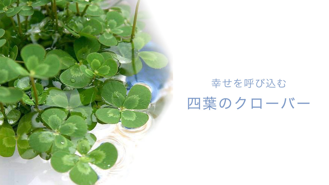 楽天市場 | charm 楽天市場店 - 四葉のクローバー特集