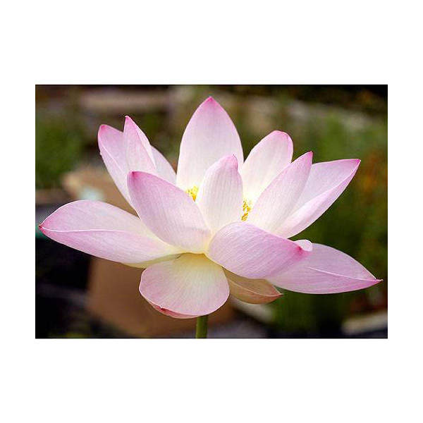 ハスの種 1000粒（200個✖️5袋）、100個訳あり品（キズ、汚れ等