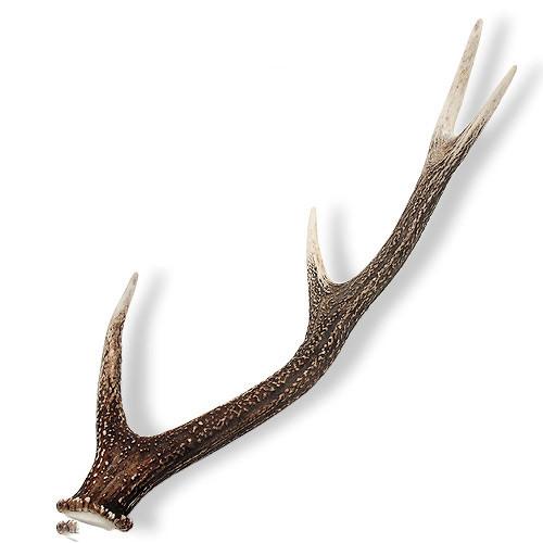 楽天市場】鹿の角 オブジェ Lサイズ 1本 インテリア 関東当日便