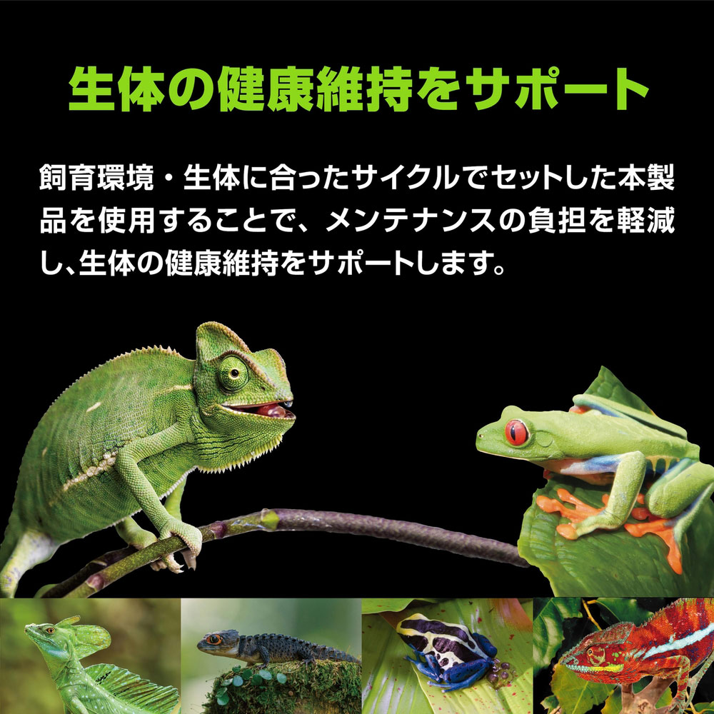 楽天市場】GEX エキゾテラ モンスーンソロ ミスティング カメレオン