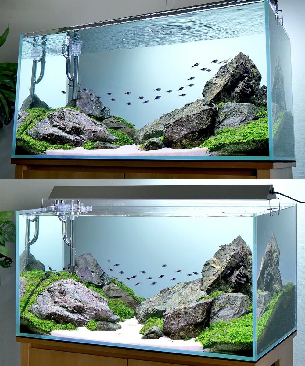 アクアテラリウム60cm レイアウト済み水槽一式