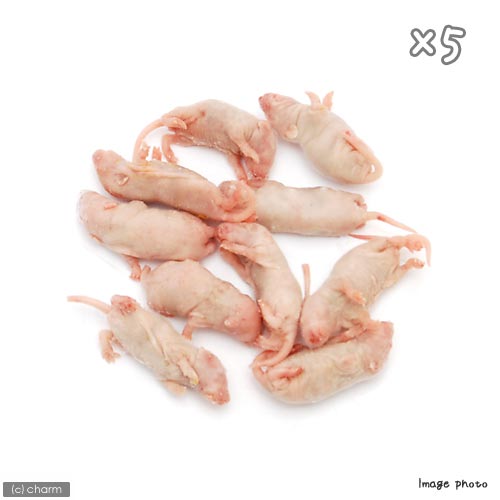 楽天市場】冷凍☆富城 ピンクマウスL（10匹）×5（約4cm）冷凍