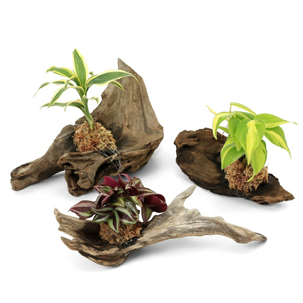 観葉植物 流木」の人気商品一覧 | 安い商品を通販サイトから探す