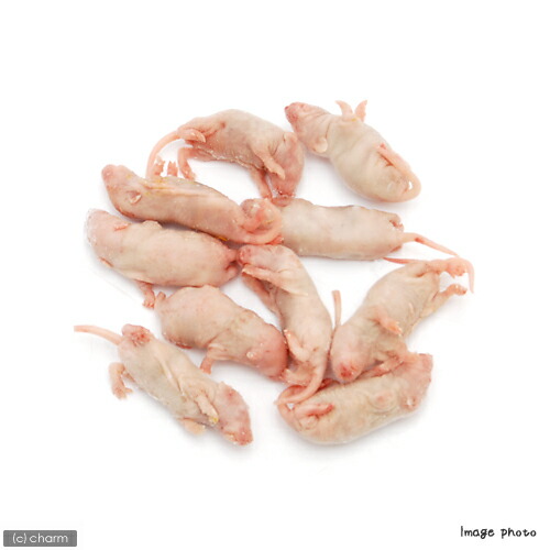 楽天市場】冷凍☆富城 ピンクマウスL（10匹）（約4cm）冷凍