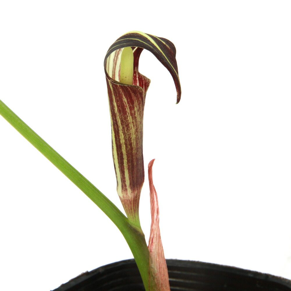 t*o様 山野草 アマギテンナンショウ 実生 10球 m*o様 山野草 アマギ