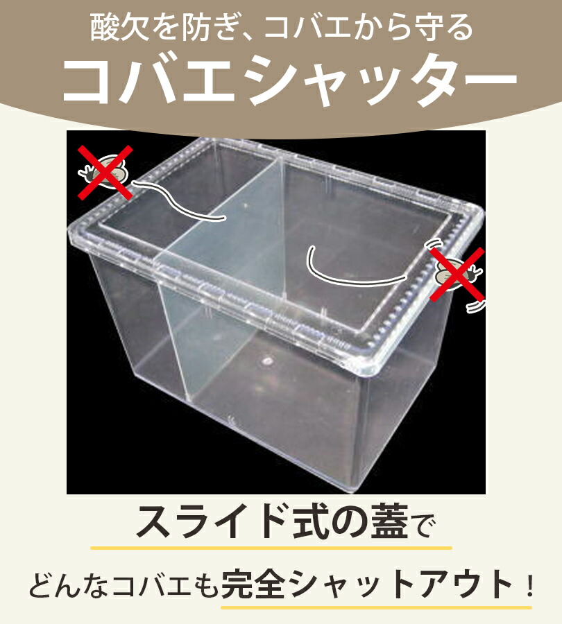 楽天市場】飼育ケース コバエシャッター ラージ クリア 透明 シーラ
