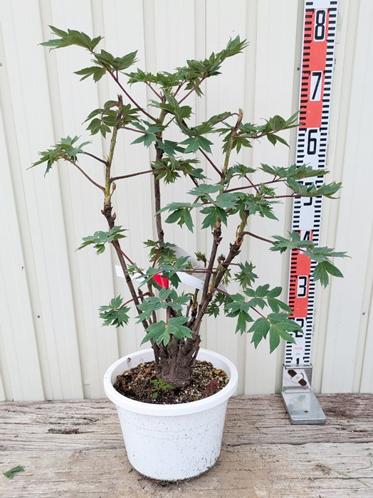 楽天市場】ボタン(牡丹) 苗木 紫晃（シコウ） 7号鉢植え : 千草園芸