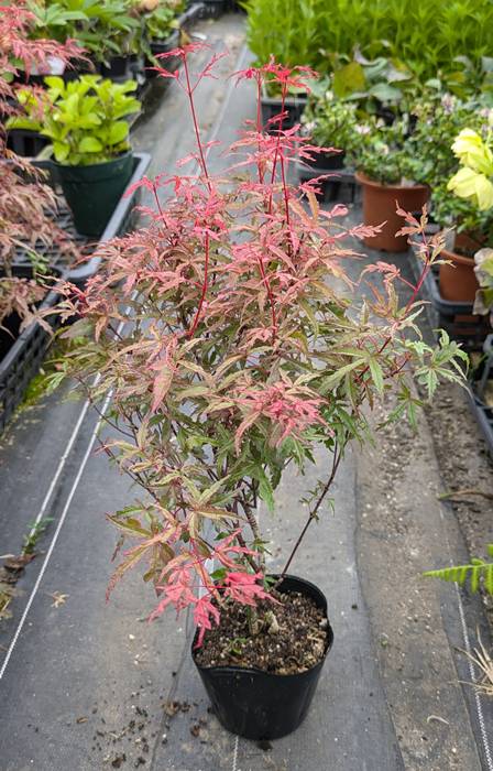 楽天市場】モミジ 京の糸(キョウノイト) 苗木 4号ポット苗（J03