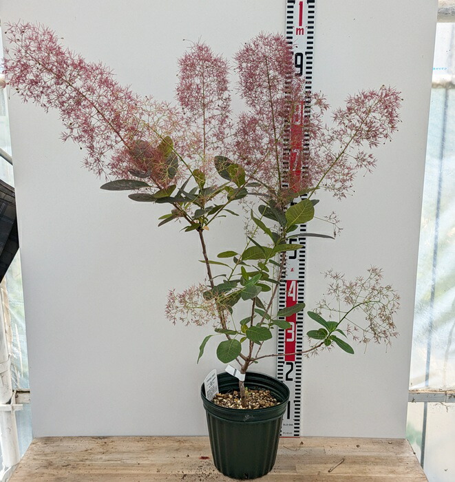 楽天市場】スモークツリー グレース（グレイス）雌木 4.5号 苗木(e06